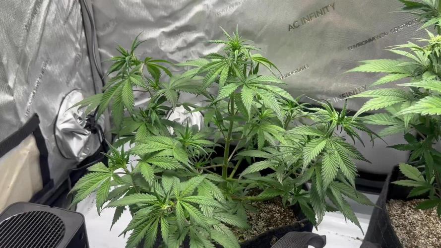 Strawberry Gorilla Auto