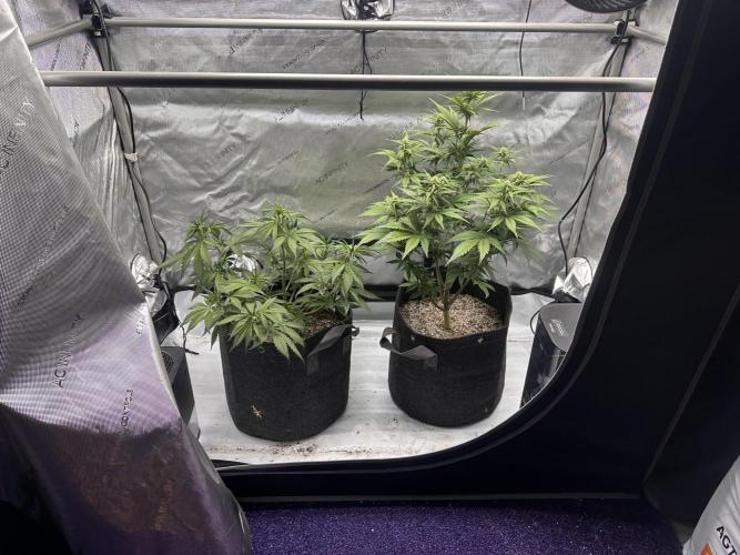 Strawberry Gorilla Auto. Week 6