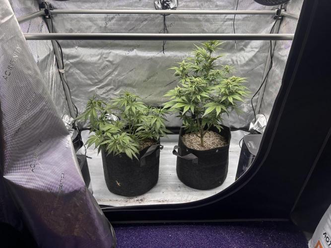 Strawberry Gorilla Auto. Week 6