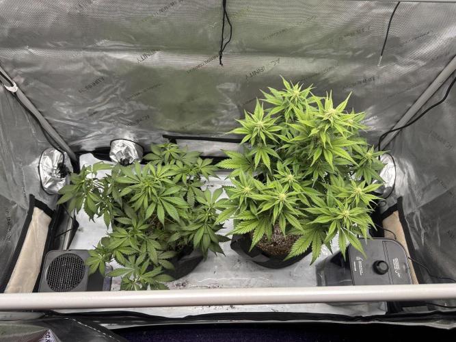 Strawberry Gorilla Auto. Week 6