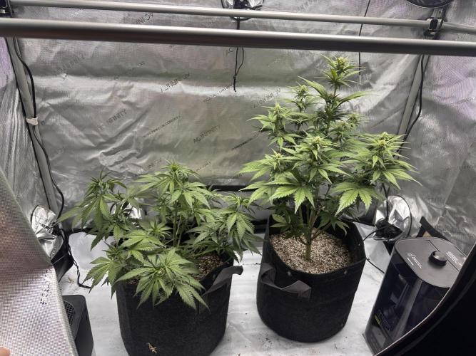 Strawberry Gorilla Auto. Week 6