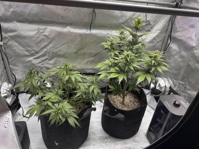 Strawberry Gorilla Auto. Week 6