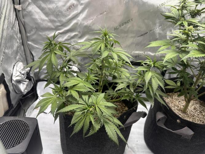 Strawberry Gorilla Auto. Week 6