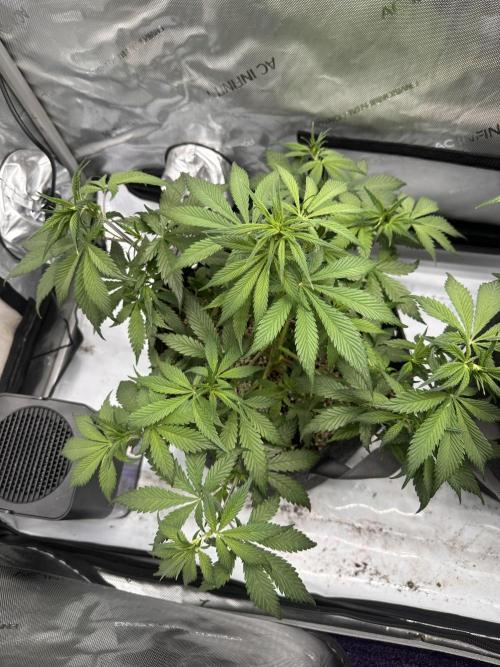Strawberry Gorilla Auto. Week 6