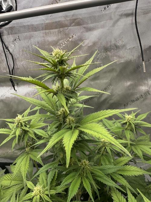 Strawberry Gorilla Auto. Week 6