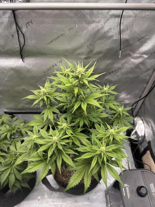 Strawberry Gorilla Auto. Week 6