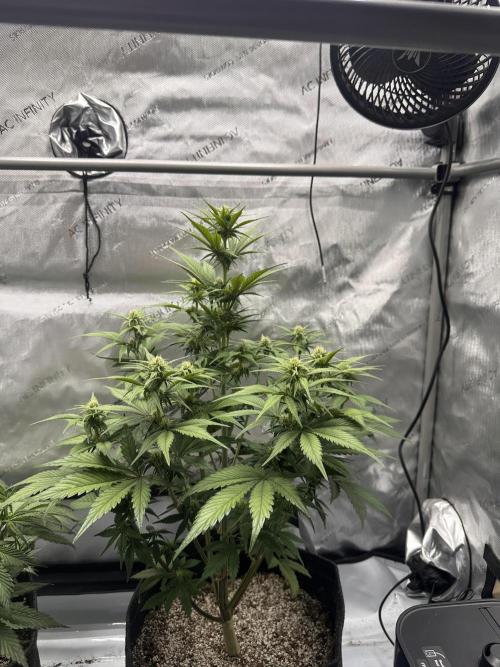 Strawberry Gorilla Auto. Week 6