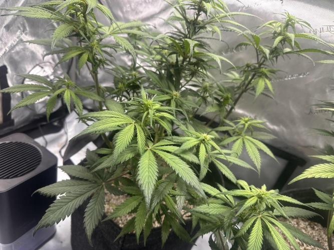 Strawberry Gorilla Auto. Week 7