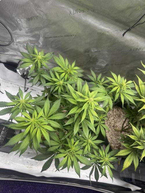 Strawberry Gorilla Auto. Week 7