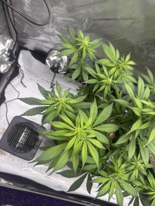 Strawberry Gorilla Auto. Week 7