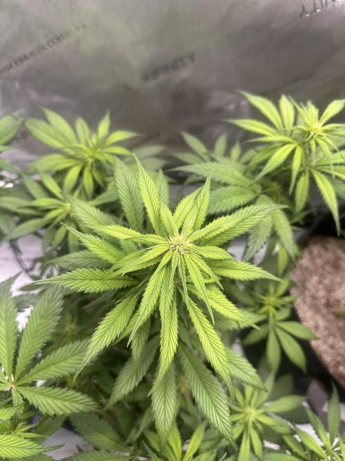 Strawberry Gorilla Auto. Week 7