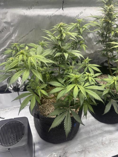 Strawberry Gorilla Auto. Week 7