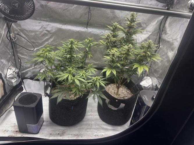 Strawberry Gorilla Auto. Week 7