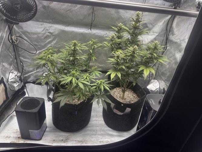 Strawberry Gorilla Auto. Week 7