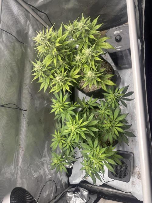 Strawberry Gorilla Auto. Week 7