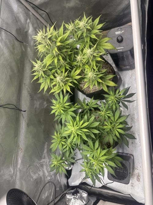 Strawberry Gorilla Auto. Week 7