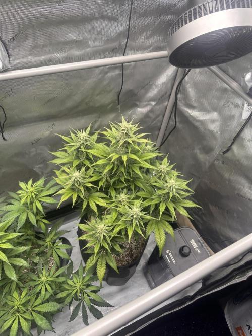 Strawberry Gorilla Auto. Week 7