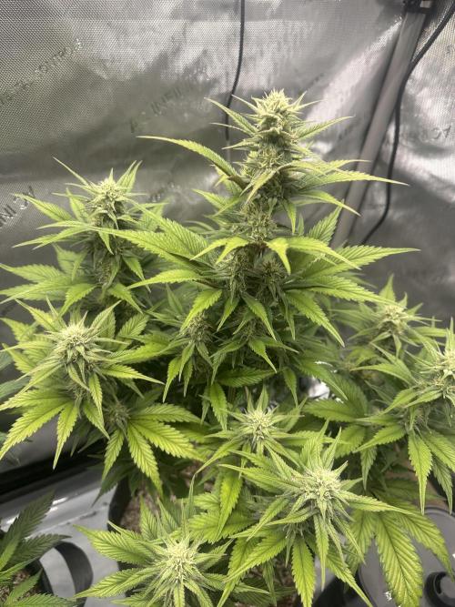 Strawberry Gorilla Auto. Week 7