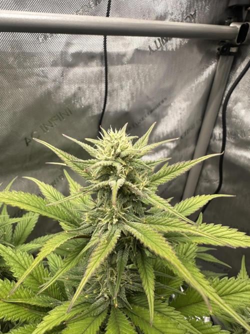 Strawberry Gorilla Auto. Week 7