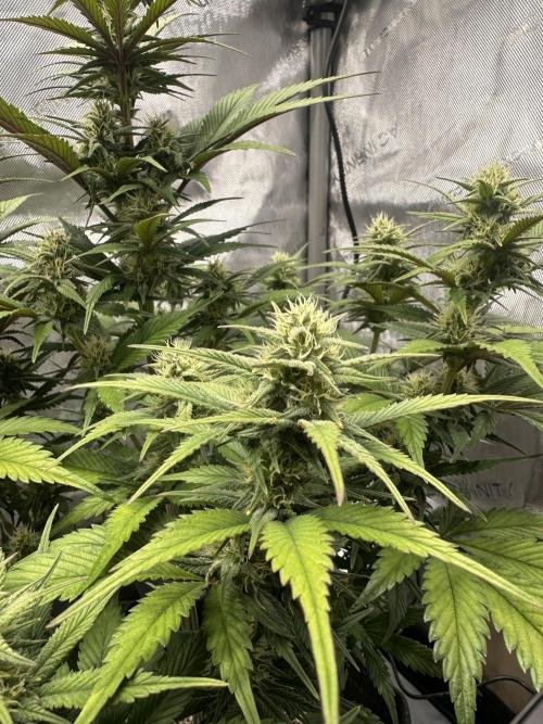Strawberry Gorilla Auto. Week 7