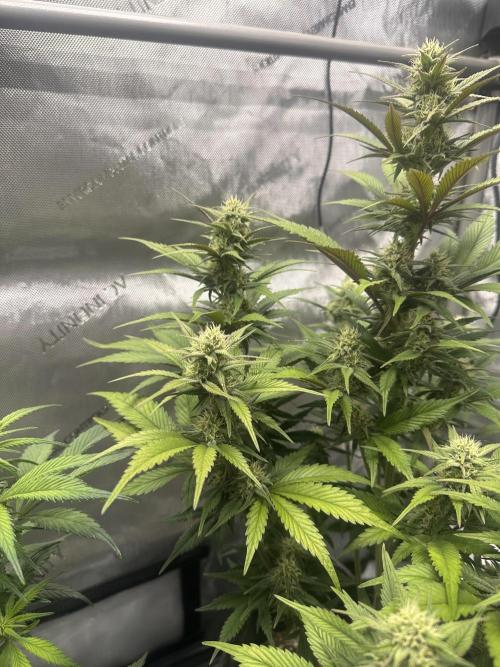 Strawberry Gorilla Auto. Week 7