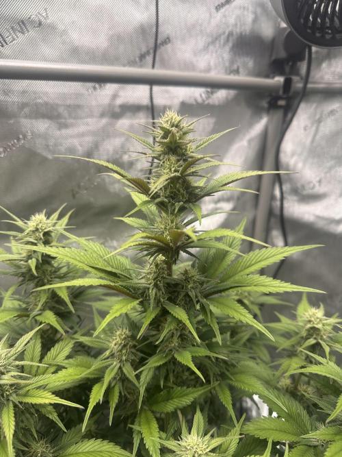 Strawberry Gorilla Auto. Week 7