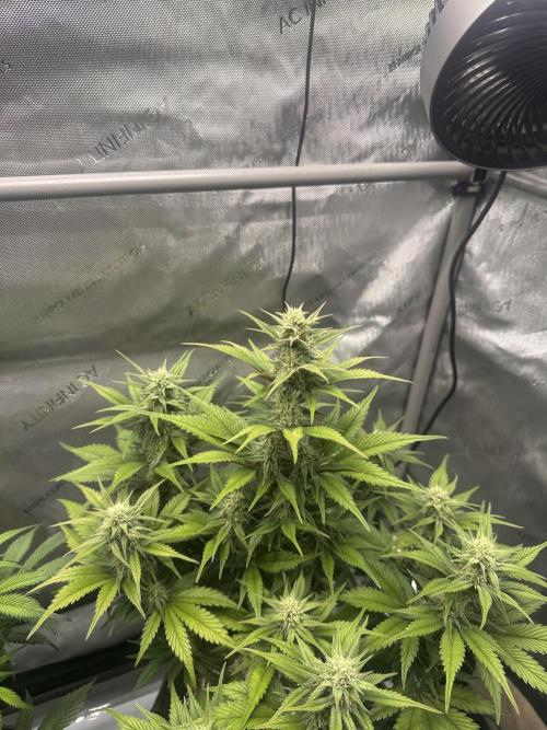Strawberry Gorilla Auto. Week 7