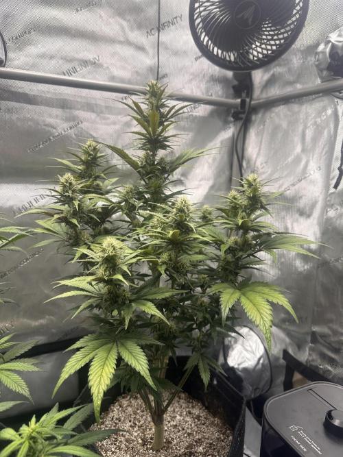 Strawberry Gorilla Auto. Week 7