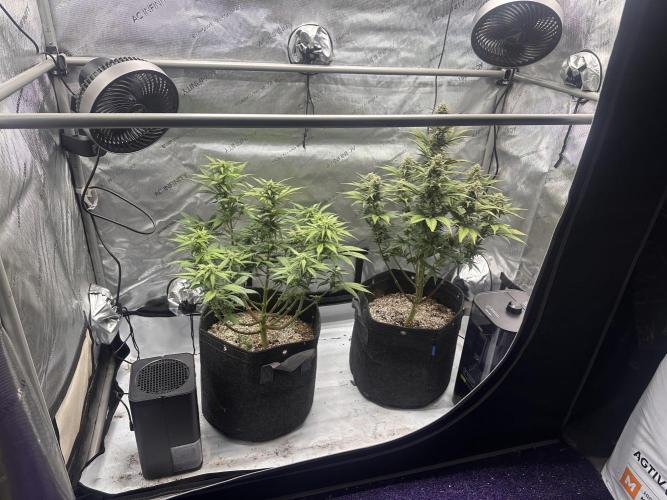 Strawberry Gorilla Auto. Week 8