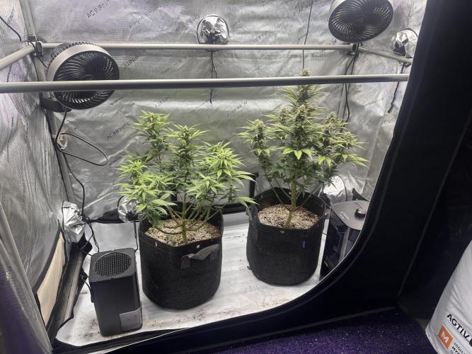 Strawberry Gorilla Auto. Week 8