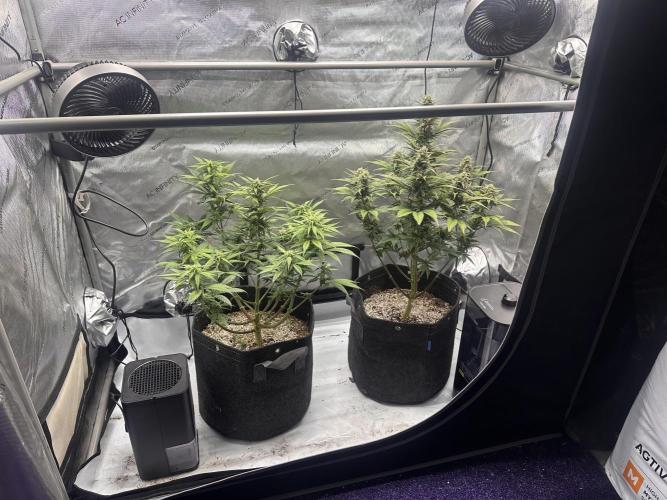 Strawberry Gorilla Auto. Week 8