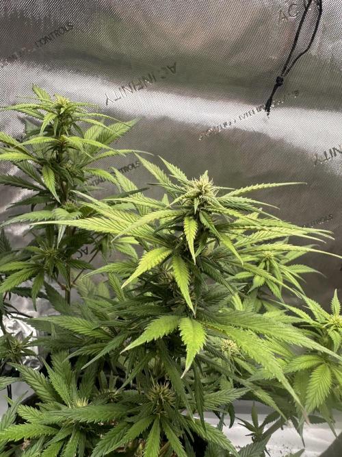 Strawberry Gorilla Auto. Week 8