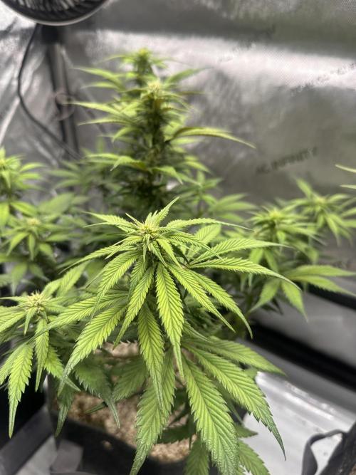 Strawberry Gorilla Auto. Week 8