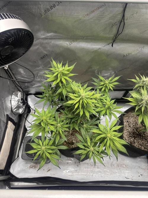 Strawberry Gorilla Auto. Week 8