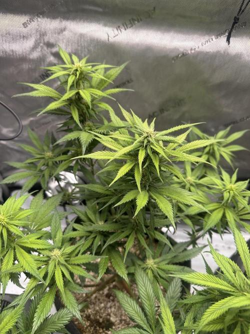 Strawberry Gorilla Auto. Week 8