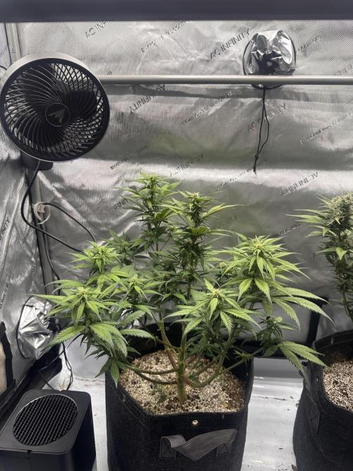Strawberry Gorilla Auto. Week 8