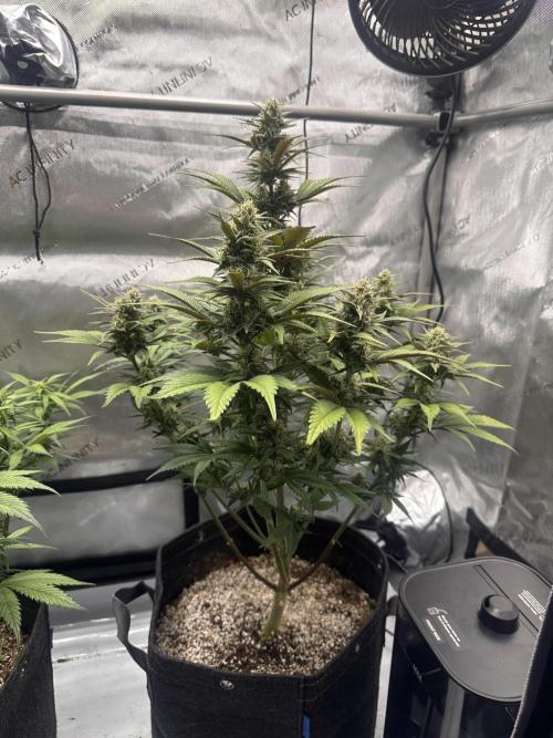 Strawberry Gorilla Auto. Week 8