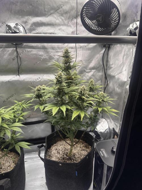 Strawberry Gorilla Auto. Week 8