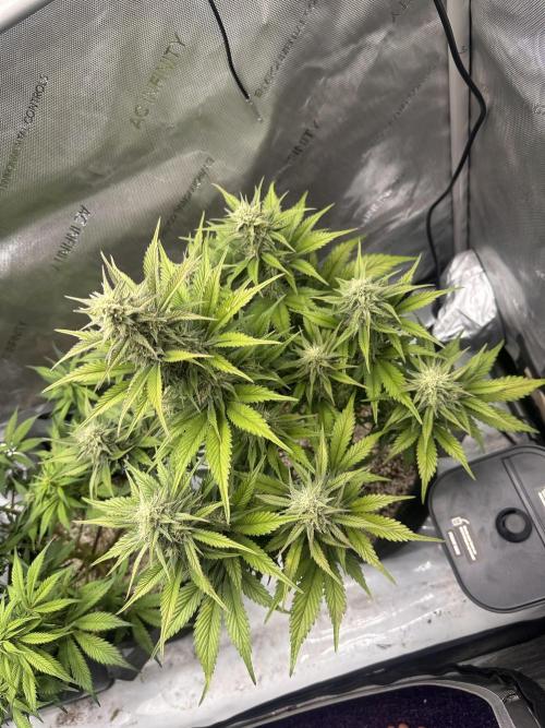 Strawberry Gorilla Auto. Week 8