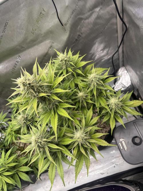 Strawberry Gorilla Auto. Week 8