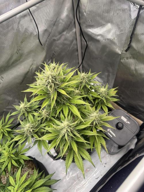 Strawberry Gorilla Auto. Week 8