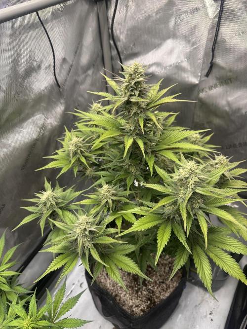 Strawberry Gorilla Auto. Week 8