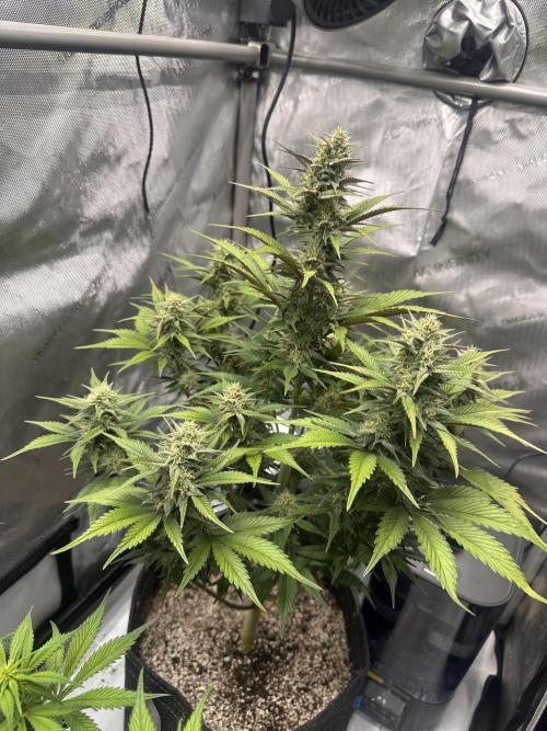 Strawberry Gorilla Auto. Week 8