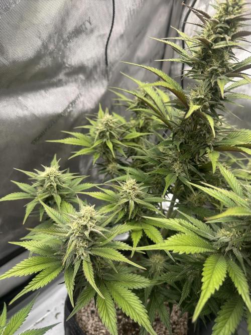 Strawberry Gorilla Auto. Week 8