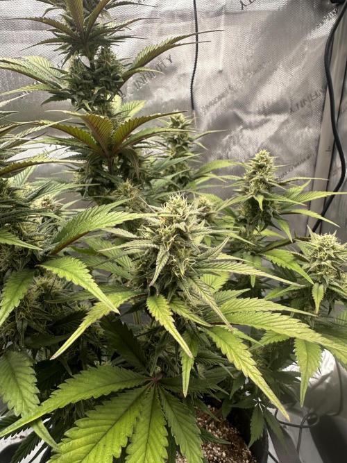 Strawberry Gorilla Auto. Week 8