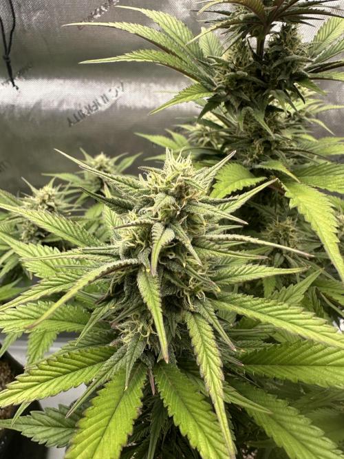 Strawberry Gorilla Auto. Week 8