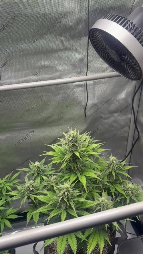 Strawberry Gorilla Auto