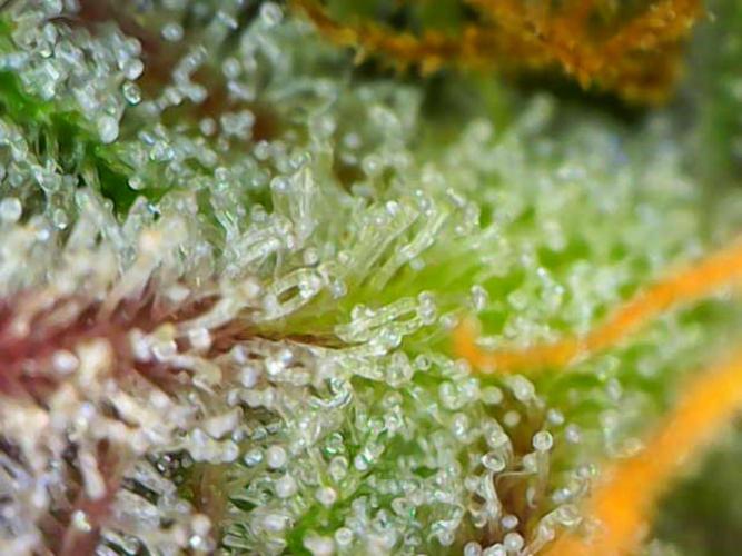 Strawberry Gorilla Auto. Week 9