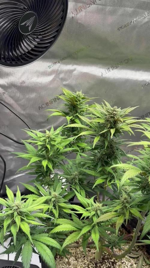 Strawberry Gorilla Auto
