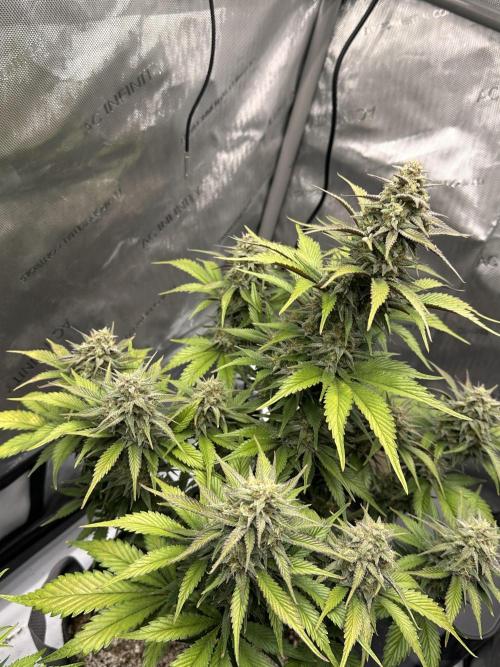 Strawberry Gorilla Auto. Week 9